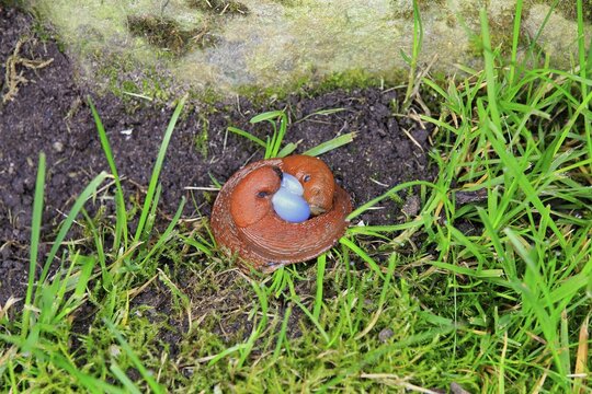 Spanish Slugs (Arion vulgaris), mating, Germany