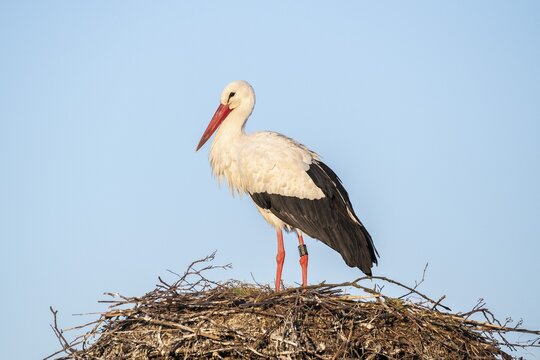 White Stork at the nest, Clapper Stork (Ciconia ciconia), Canton Zurich, Switzerland