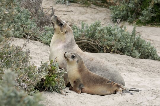 Australian sea lion (Neophoca cinerea), adult, female, juvenile, on beach, Seal Bay Conservation Park, Kangaroo Island, South Australia, Australia