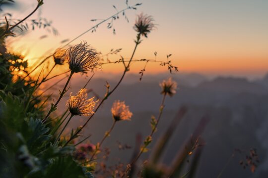 Sunrise over Lechtal Alps with faded alpine cowbell (Pulsatilla alpina) on mountain meadow, Elmen, Lechtal Alps, Au&szlig;erfern, Tyrol, Austria