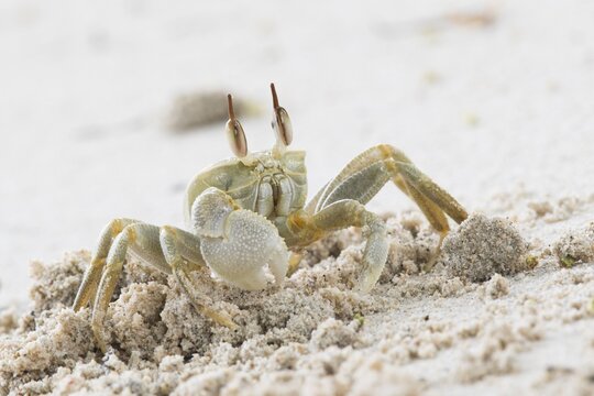 Rider crab (Ocypode ceratophthalmus), Mahe, Seychelles