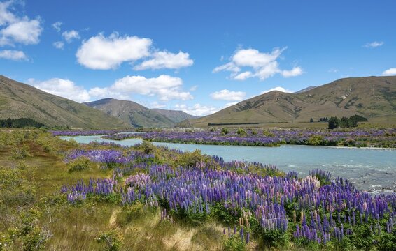 Ahuriri River, purple flowering Large-leaved lupin (Lupinus polyphyllus), near Omarama, Otago, South Island, New Zealand