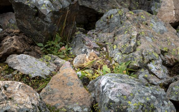 Pika (Ochotona) collecting stalks for nest building, sitting among rocks, Banff National Park, Alberta, Canada