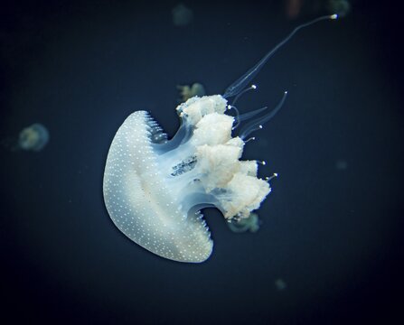 Jellyfish with white dots, root mouth jellyfish (Phyllorhiza punctata), dark background, occurrence Pacific, Aquarium Vancouver, Canada
