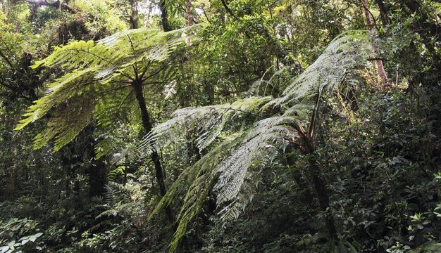 Cloud forest, Santa Elena Cloud Forest Reserve, Alajuela province, Costa Rica