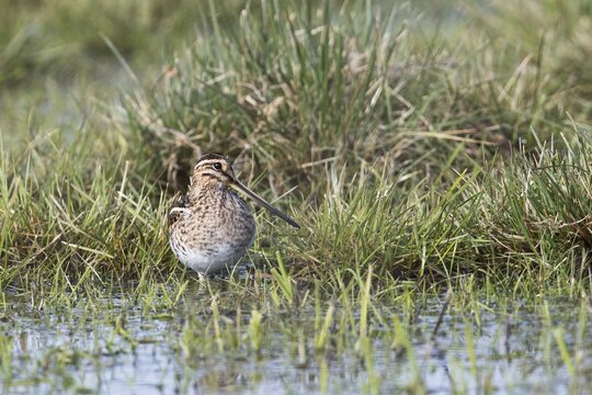 Common snipe (Gallinago gallinago) in a wet meadow, Lower Saxony, Germany