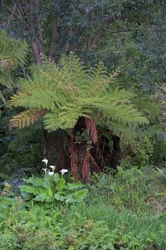Cape Beaker Fern, (Cyathea capensis), Alsophila capensis, Cape Tree Fern, Kirstenbosch Botanical Garden, Cape Town, South Africa