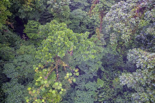 Rainforest in Selvatura Park seen from a suspension bridge, Monteverde, Guanacaste Province, Costa Rica