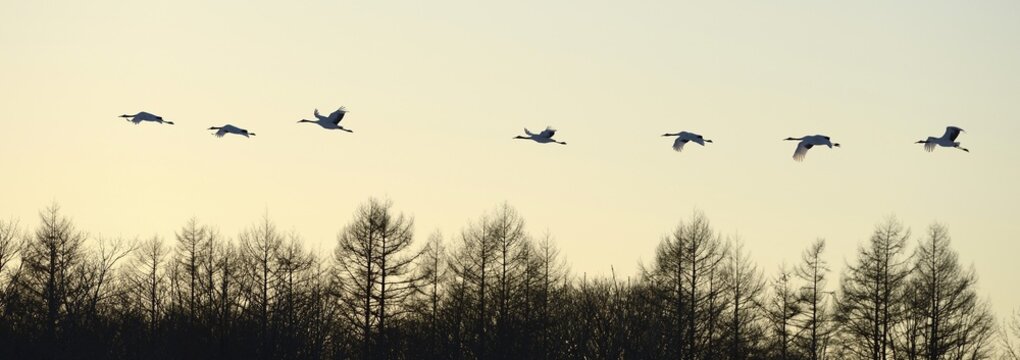 Red-crowned Cranes, Japanese Cranes or Manchurian Cranes (Grus Japonensis), in flight to roost at dusk, Kushiro-Shitsugen-Nationalpark, Kushiro, Hokkaido, Japan