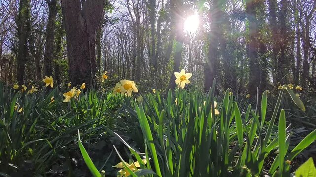 Bright blossoming yellow daffodils in sunrise tree shade in lush woodland forest floor spring flower