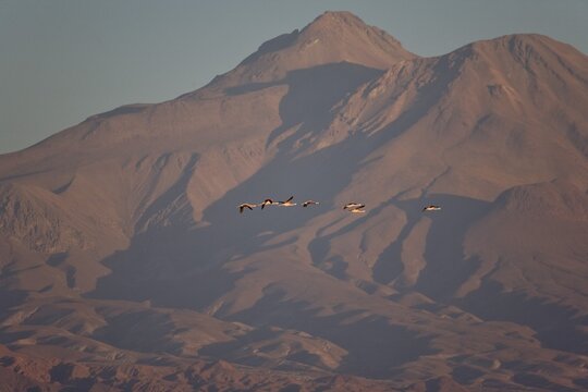Andean Flamingos (Phoenicopterus andinus), Reserva Nacional los Flamencos (National Flamingo Reserve), Atacama Desert, Chile, South America