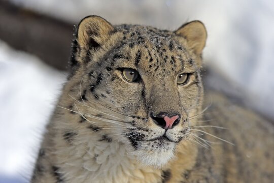 Snow leopard, (Uncia uncia), adult, captive, in winter, in the snow, portrait, Montana, North America, USA