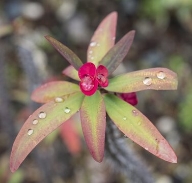 Crown of Thorns or Christ Plant (Euphorbia milii) with water drops, La Palma, Canary Islands, Spain