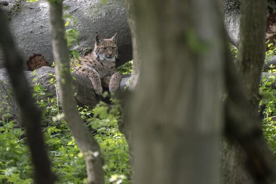 Eurasian lynx (Lynx lynx), captive), coordination enclosure H&uuml;tscheroda, Thuringia, Germany