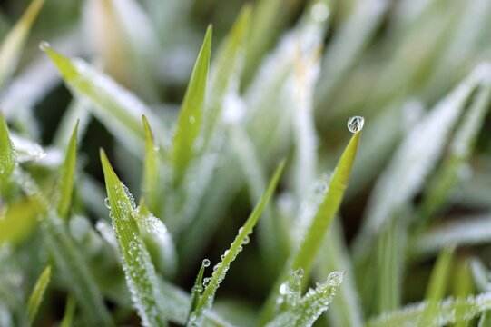 Glaced frost on grass in the morning