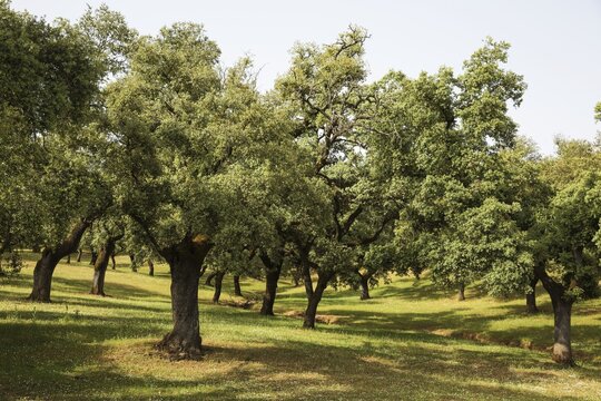 Dehesa pasture with holm oaks (Quercus ilex), Sierra de Aracena, Huelva province, Andalusia, Spain