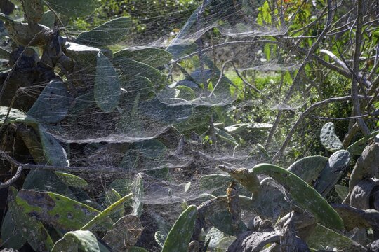 Spider web of the tropical tent-web spider (Cyrtophora citricola), Santo Domingo, La Palma, Spain
