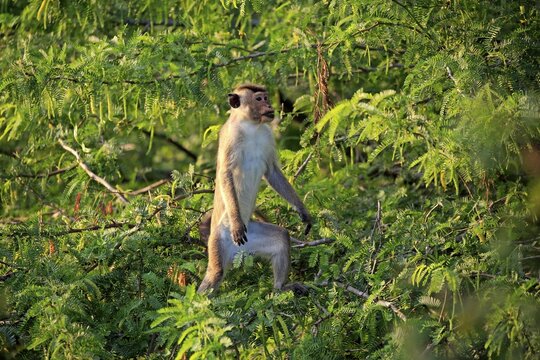 Toque macaque (Macaca sinica), adult, climbing a tree, Yala National Park, Sri Lanka