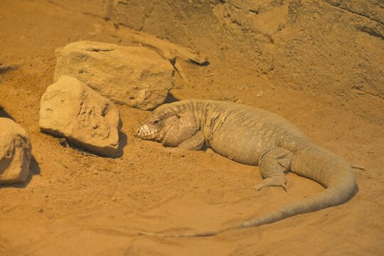 Red Teju (Tupinambis rufescens), Rhineland-Palatinate, Germany