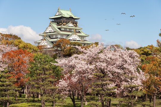Osaka Castle with flowering cherry trees in the park, Osaka Castle Park, Chūō-ku, Osaka, Japan