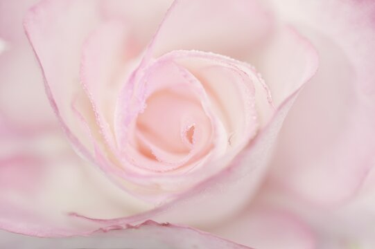 Rose flower (Rosa), detail