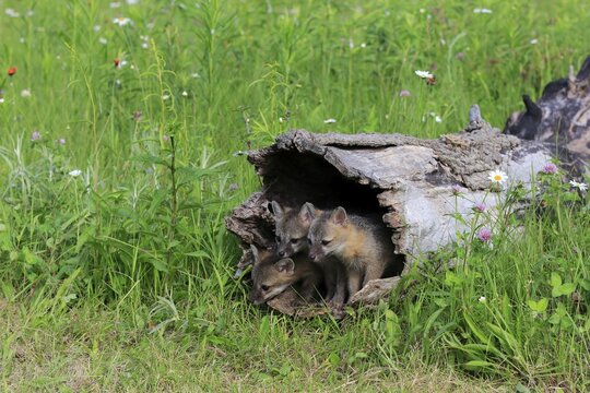 Gray foxes (Urocyon cinereoargenteus), three young animals looking curiously from a hollowed tree trunk in a flower meadow, Pine County, Minnesota, USA