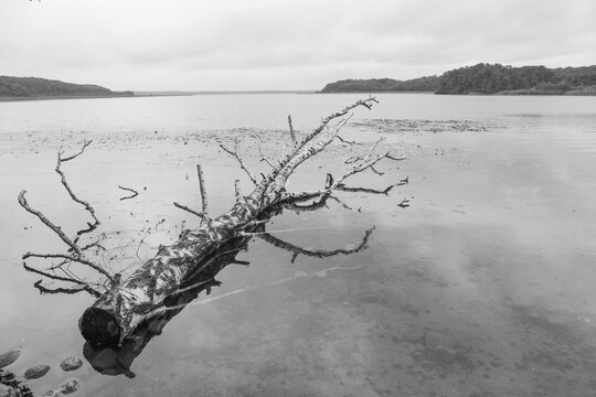 Felled birch (Betula) trunk lies in the water, K&ouml;lpinsee, Mecklenburg Lake District, Mecklenburg-Western Pomerania