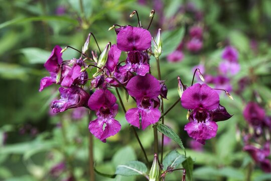 Glandular touch-me-not, also Himalayan balsam (Impatiens glandulifera) touch-me-not or red touch-me-not, Oberallg&auml;u, Allg&auml;u, Bavaria, Germany