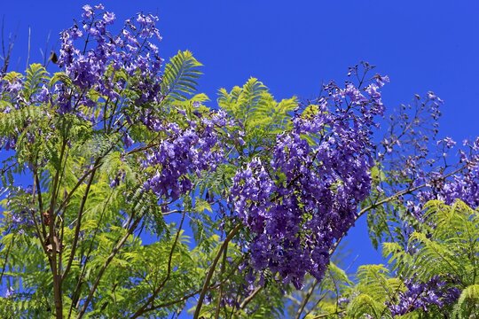 Jacaranda or Blue Jacaranda (Jacaranda mimosifolia), flowering, blue flowers, Western Cape, South Africa