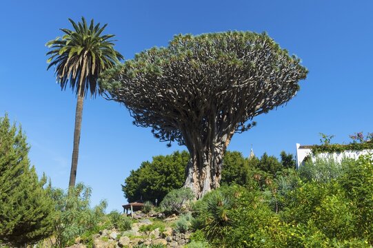 Millennial Dragon Tree (Dracaena draco), Icod de los Vinos, Tenerife, Canary Islands, Spain