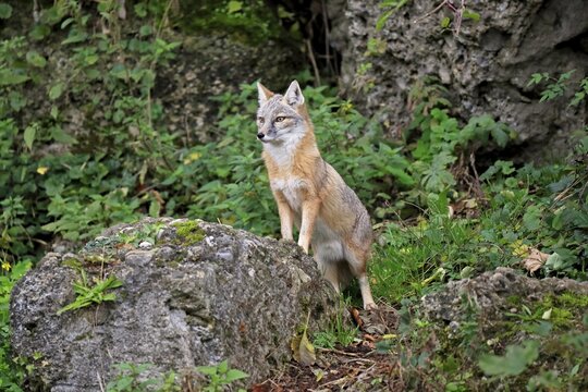 Corsac fox (Vulpes corsac), corsak, adult, alert, captive