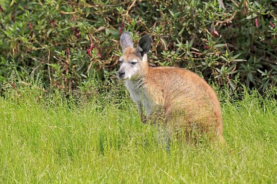 Common wallaroo (Macropus robustus), adult, sits in tall grass, Phillip Island, Gippsland, Victoria, Australia