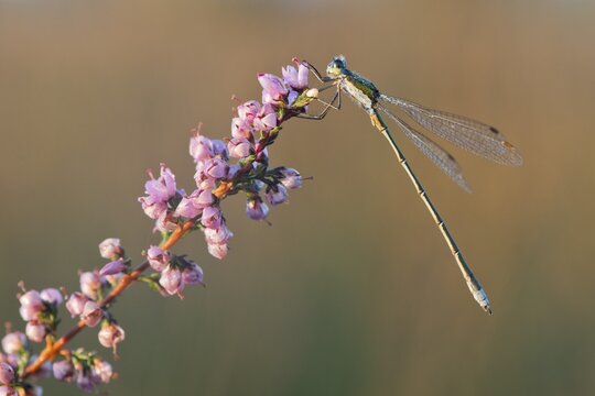 Willow Emerald Damselfly (Lestes viridis), on Common Heather (Calluna vulgaris) Emsland, Lower Saxony, Germany