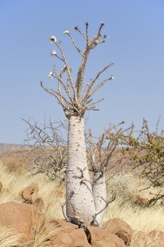 Flowering Bottle Tree (Pachypodium lealii) at the Grootberg mountain, Namibia, Africa