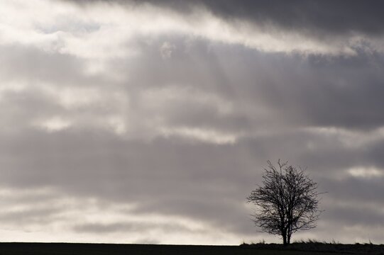 Lonely tree on a field in backlight, St. Veit, Lower Austria, Austria, Europe