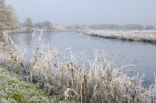Hoar or white frost, backwaters of the Ems river, Emsland, Germany, Europe