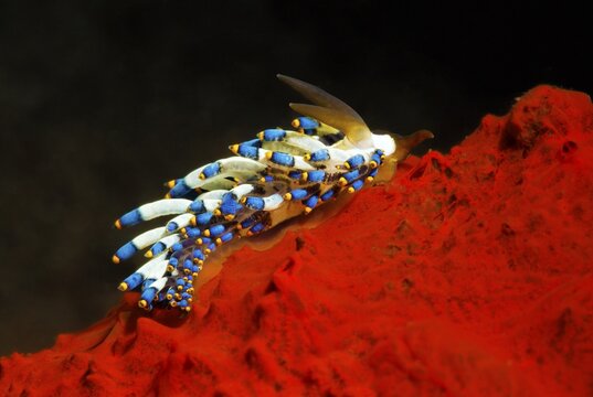 Cuthona kanga crawls over red sponge, Bali, Indopacific, Indonesia