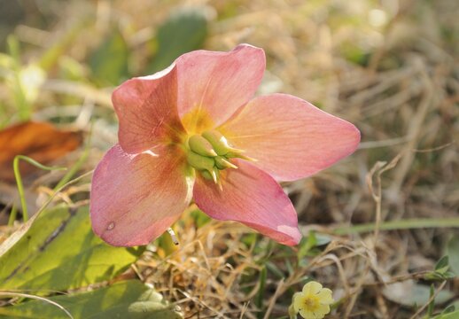 Christmas rose or Black hellebore (Helleborus niger)