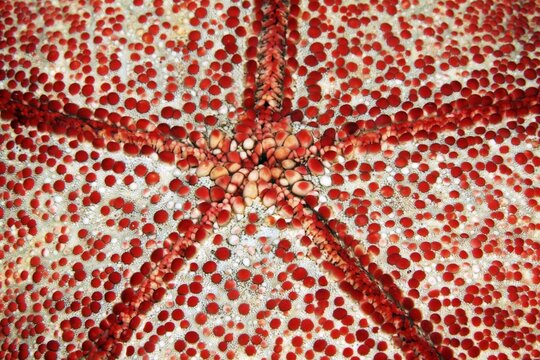 Underside with mouth of spiny cushion star (Culcita novaeguineae), Detail, Starfish, Pacific, Great Barrier Reef, Australia