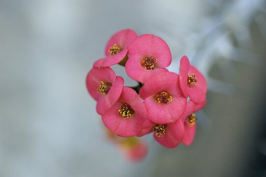 Euphorbiaceae, rosa blossom of Euphorbia milii, Desmoulins, Madagascar