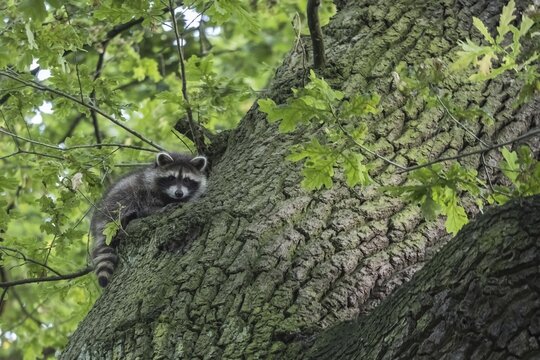 Raccoon (), climbs to trunk (Quercus), Hesse, Germany