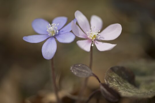 Liverwort (Hepatica nobilis), Tyrol, Austria