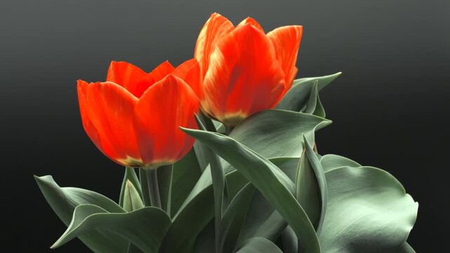 Tulip bouquet, tulips spring flowers opening, blooming time lapse, Easter background, bouquet. Beautiful red with yellow colors spring tulips growing, beauty flower over black background. 