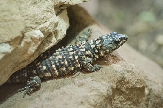 Turner gecko (Chondrodactylus turneri), Rhineland-Palatinate, Germany