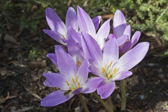 Autumn crocus (Colchicum speciosum), Emsland, Lower Saxony, Germany