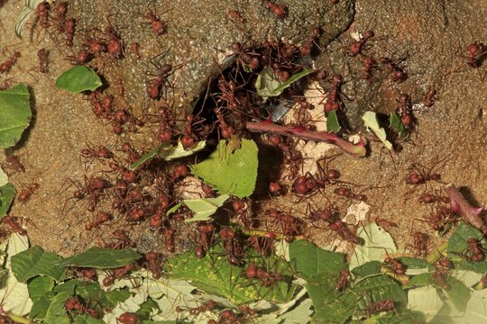 Leafcutter ants (Atta sexdens) transporting cut leaves, group, construction, found in Central America and South America, captive