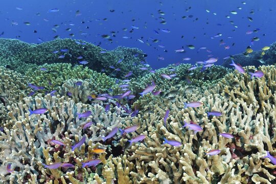 Coral reef, reef top, small polyp stony coral sp (Porites attenuata), shoal of fish Yellowstriped fairy basslets (Pseudanthias tuka), Pacific Ocean, Sulu Lake, Tubbataha Reef National Marine Park, Palawan Province, Philippines