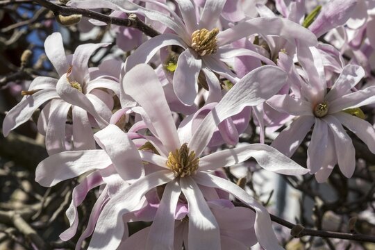 Flowers of the star magnolia (Magnolia stellata), Baden-W&uuml;rttemberg, Germany
