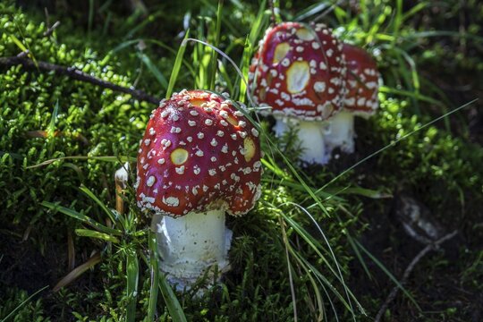 Fly agaric (Amanita muscaria), Oberallg&auml;u, Allg&auml;u, Bavaria, Germany