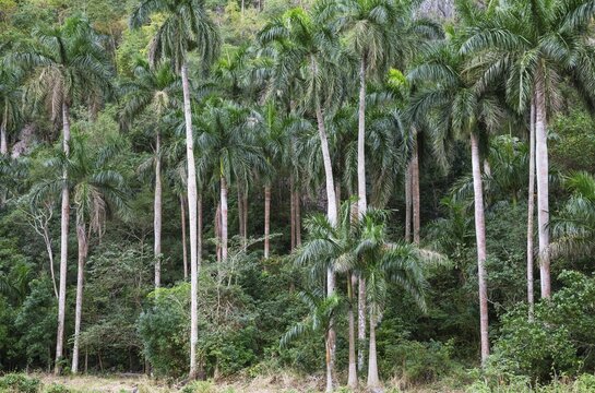 Royal palms (Roystonea regia), Vi&ntilde;ales Valley, Cuba
